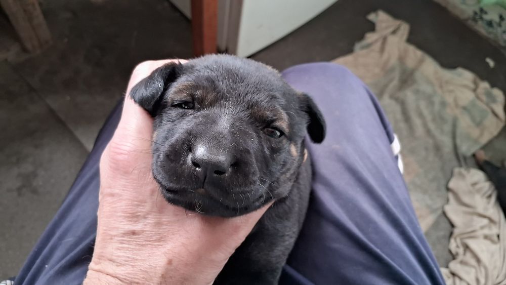 Щенки Гончей собаки