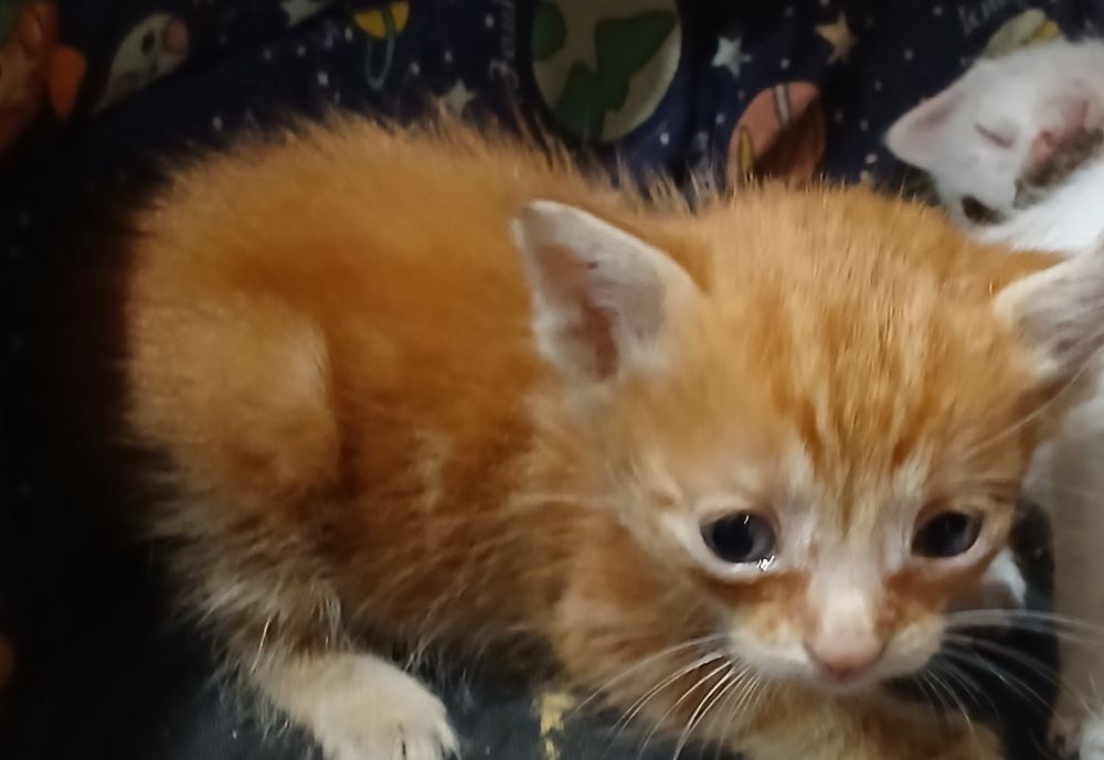 Encontrei no campo uma gata com 6 gatinhos