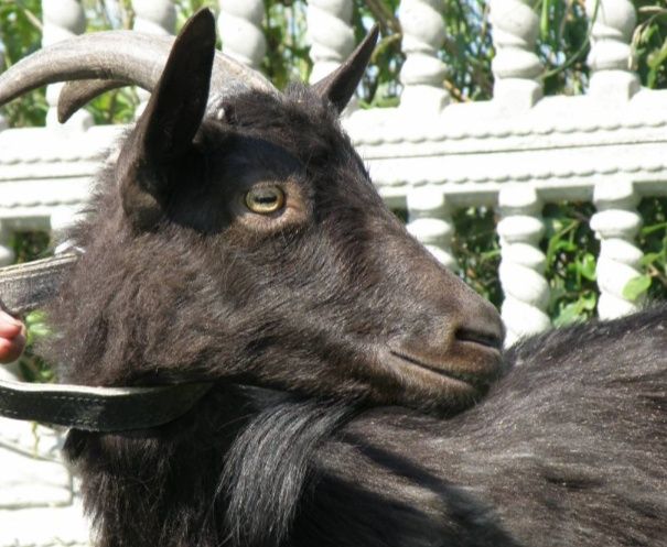 Oddam kozę za darmo