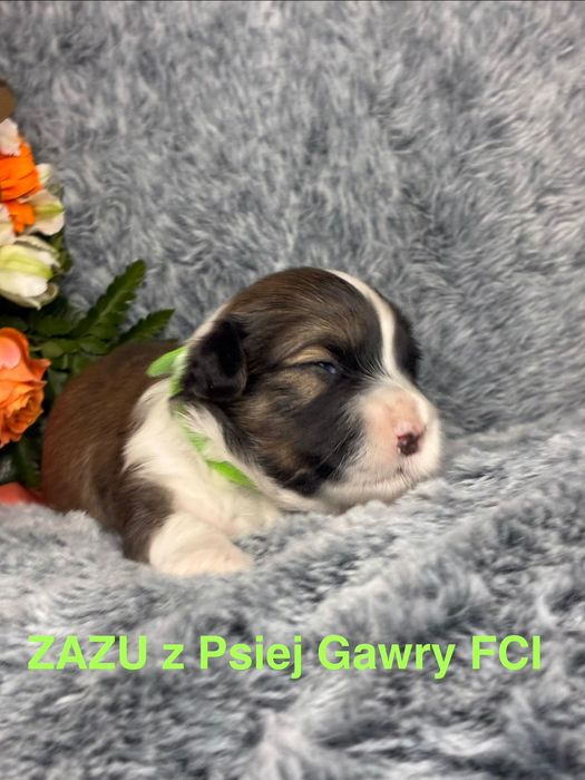 Hawańczyk ZkwP szczenięta