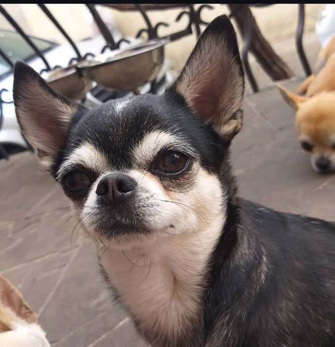 Міні хлопчик чіхуахув