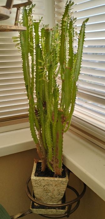 Продам домашние растения