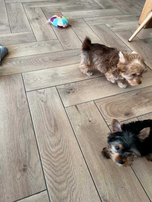 yorkshire terrier - suczka