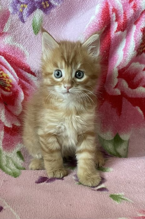 скидки новогодние мейнкуны с документами,вакцинированы,разные окрасы