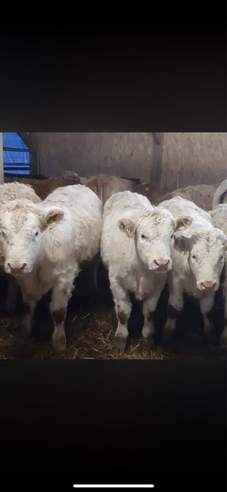 Nowa dostawa odsadkow byki jalowki