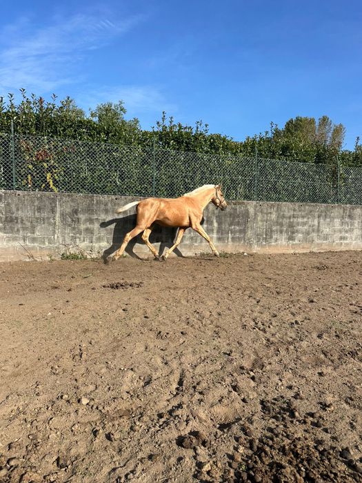 Cavalo palomino letra R