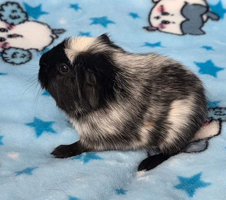 Малюк морська свинка п-к "Малютка Піг"