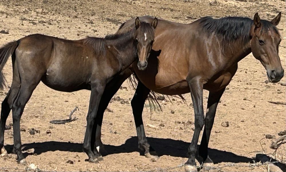 Plodro cruzado lusitano com ingles