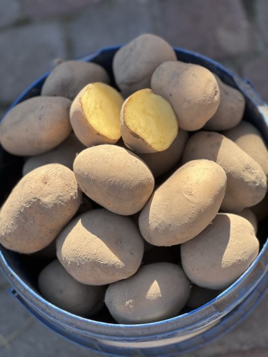 Картопля домашня!!!