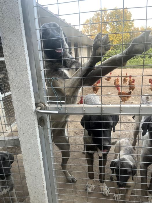 Cão KANGAL (Protetor de Gado)