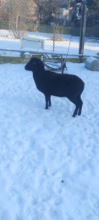 Sprzedam  ładną Owce