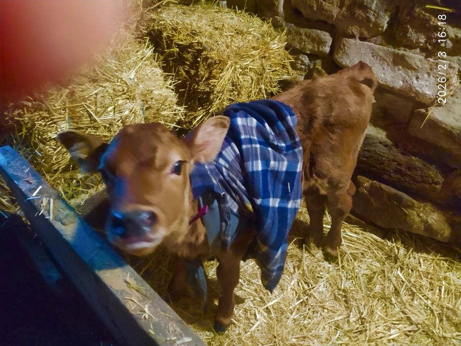 Продам тижневу теличку джейсірської породи