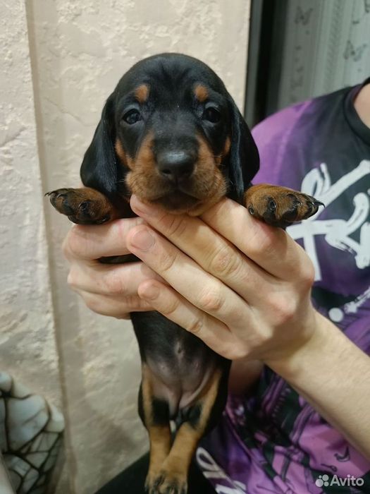 Щеня такси – найкращий друг до Нового року!