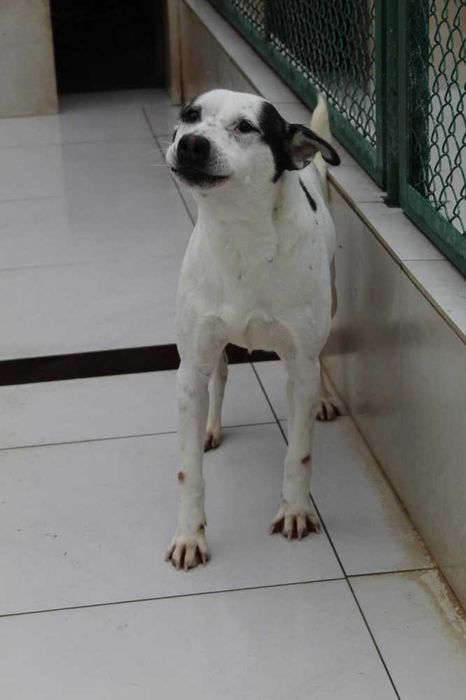 064166 Papaj do adopcji.