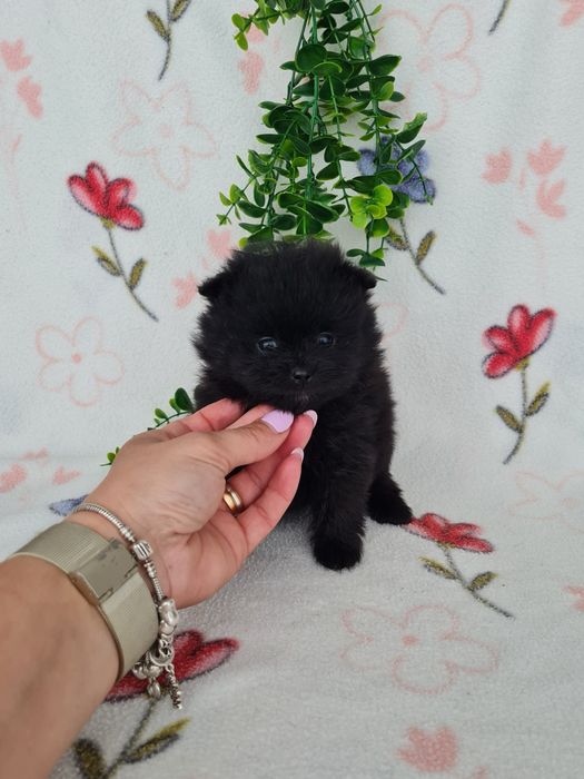 Estupenda menina mini mini 590g pronta entrega  Lulu da Pomerânia/Spitz Alemão Anão de Qualidade