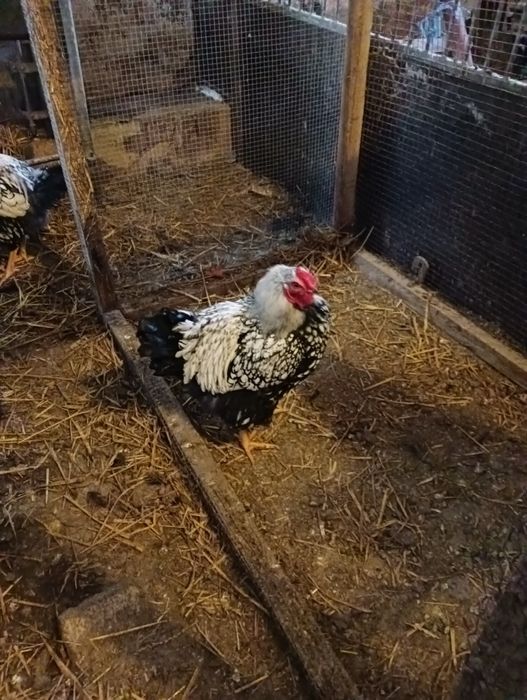 Koguty Australorp i Wyandotte