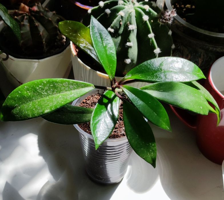 Хойа bubicalyx Hawaiian purple