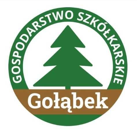 Thuja Tuja Szmaragd 160cm żywopłot SADZENIE TRANSPORT