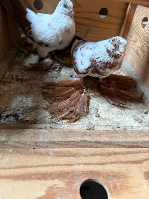 gołębie  wiedyny  motyle