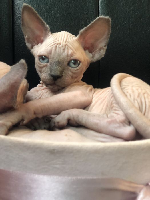 Супер ласковый котенок мальчик
