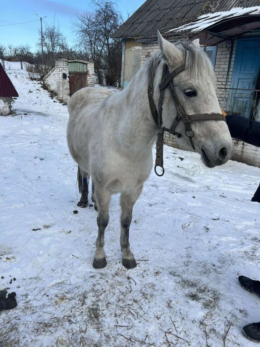 Продам кобилу робоча