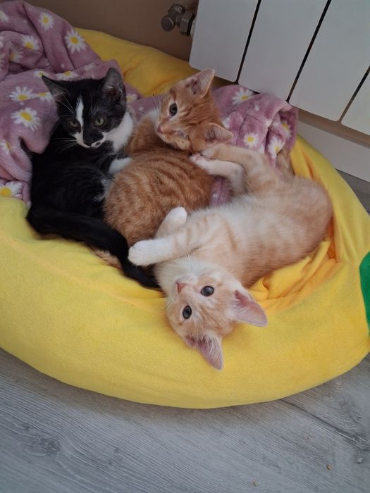 Do adopcji za darmo