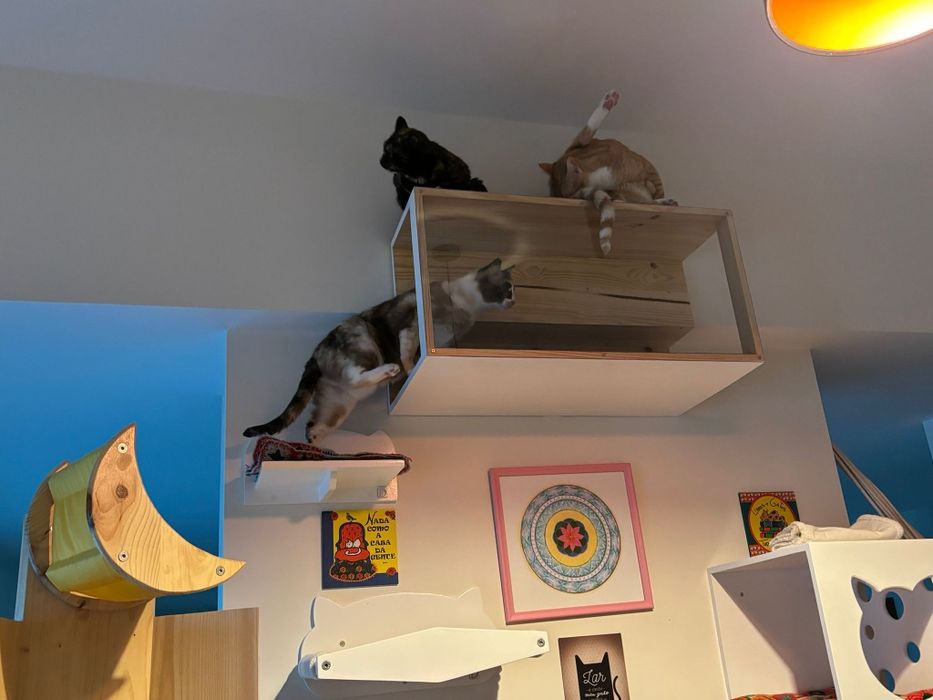 PLAYGROUND para gato - Parque de brincar para gato-Parquinho para gato