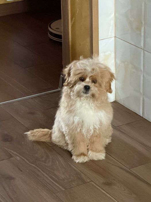 Maltipoo f1b -maltipoo/Pudel Toy badania gen