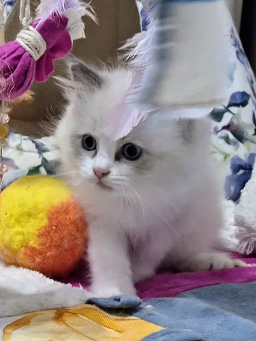 KOTKA Blue Bicolor FreyaLazur*Pl   FPL