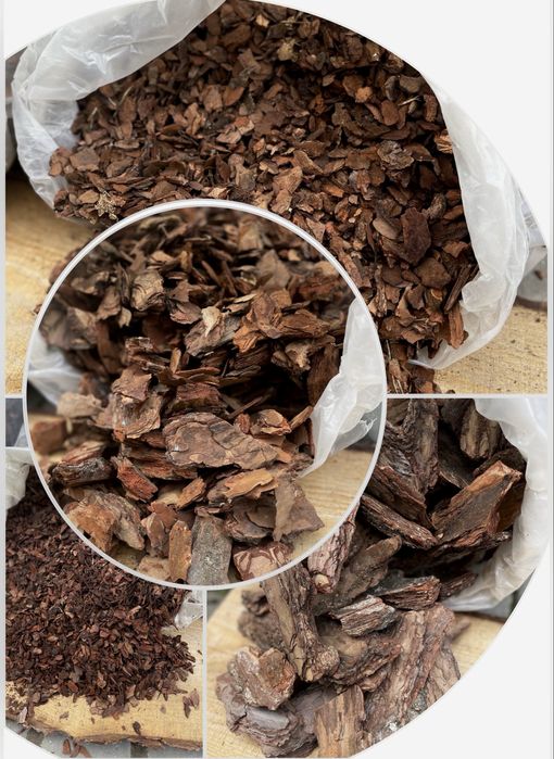 Кора соснова