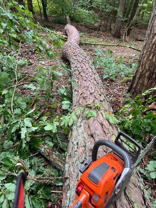 Usługi ogrodnicze ścinka, wycinka drzew rebak zrabkowanie gałęzi