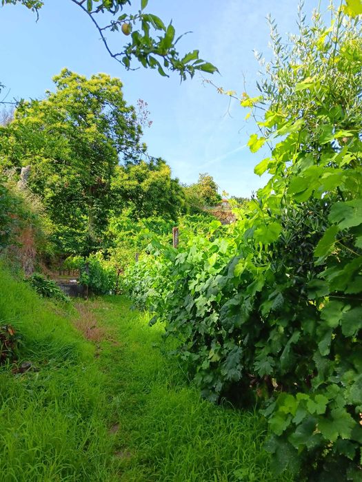 Terreno Agrícola com Vinha e Árvores de Fruto