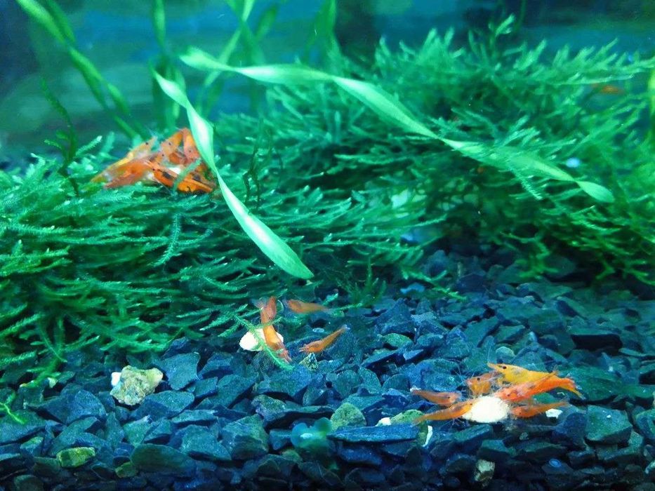 Акваріумні креветки