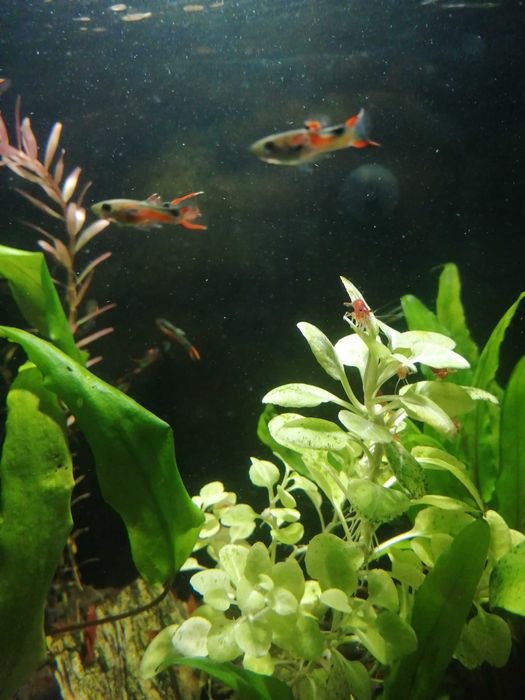 Krewetki na kranówce głównie czerwone