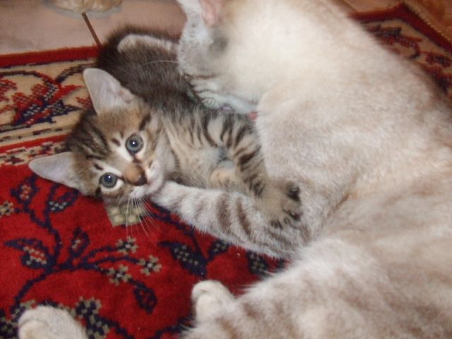 Cuidadora de Pets496882782883686401