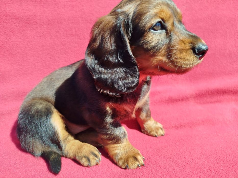 Jamnik długowłosy Standard