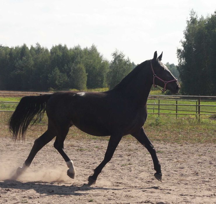 *** Młoda klacz śląska ***