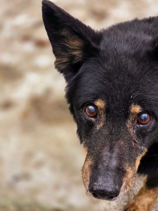 Senior Trampuś szuka domu. Pies do adopcji.