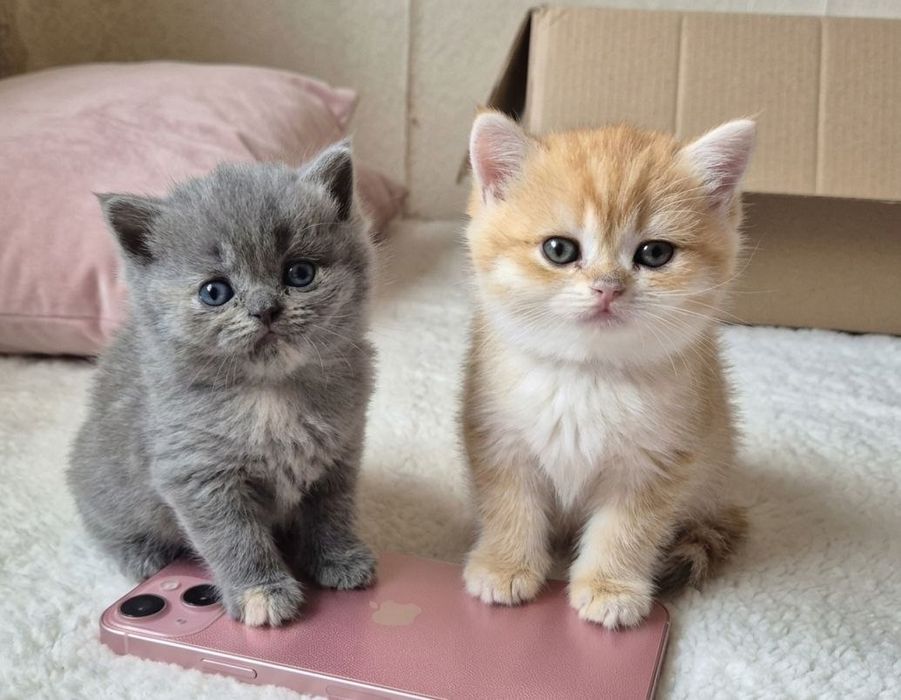 Ніжні шотландські кошенята!