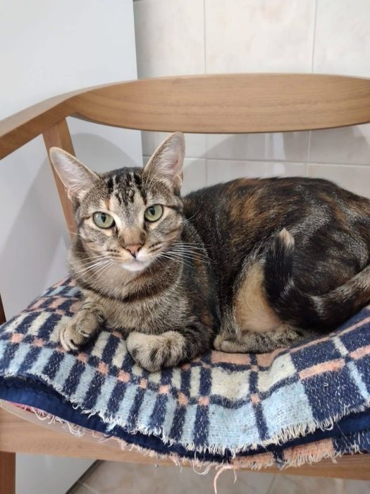 Dalila- Resgatada duma lixeira!