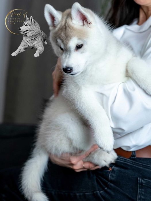 Szczeniak Suczka Siberian Husky FCI/WYBITNA