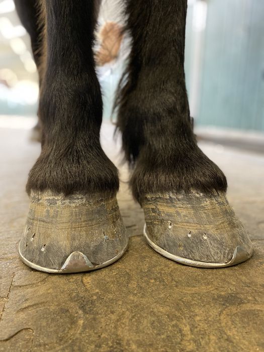 Werkowanie/podkuwanie koni