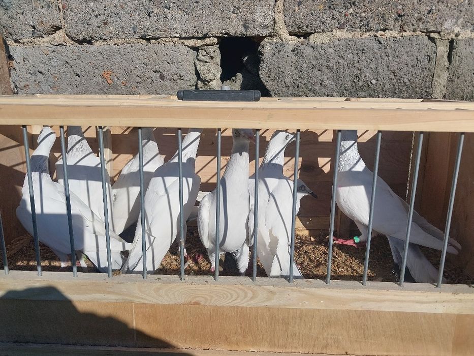 Sprzedam gołębie jasne skladowe