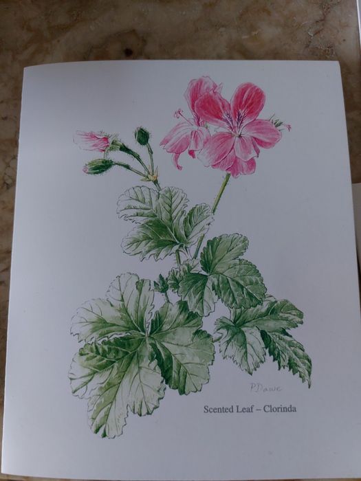 Lote de 3000 Postais Wells & Winter