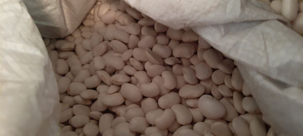 Fasola Jaś karłowy na siew