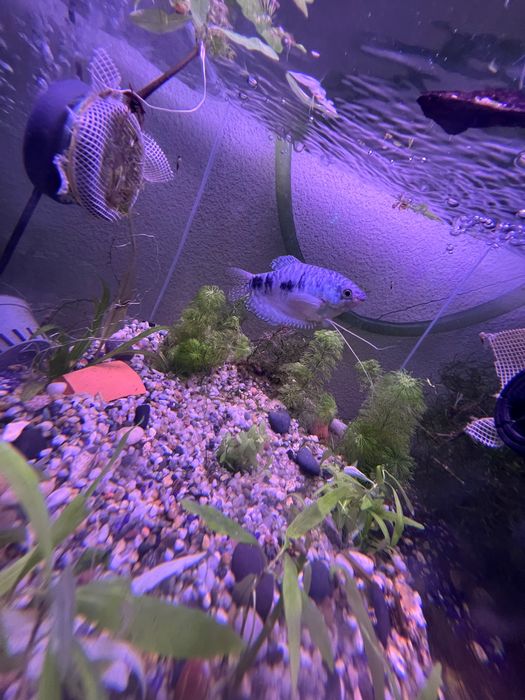 2 peixes tricogaster