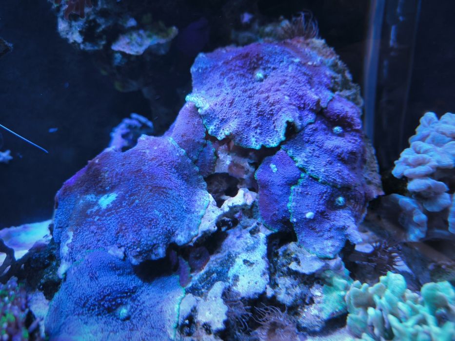 Ucho słonia Amplexidiscus fenestrafer koralowiec