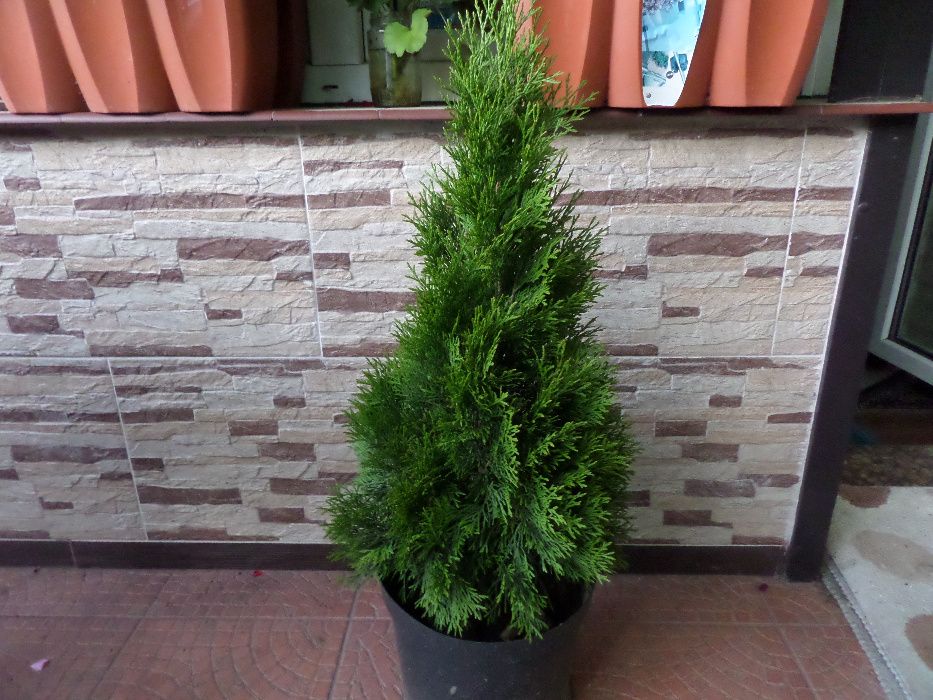 Tuja Szmaragd  z gruntu 80cm-150 cm Hurt-Detal