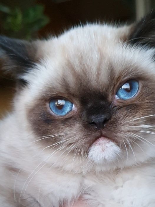 Kocurek Egzotyczny, ciemny kolor oka, kolankowy