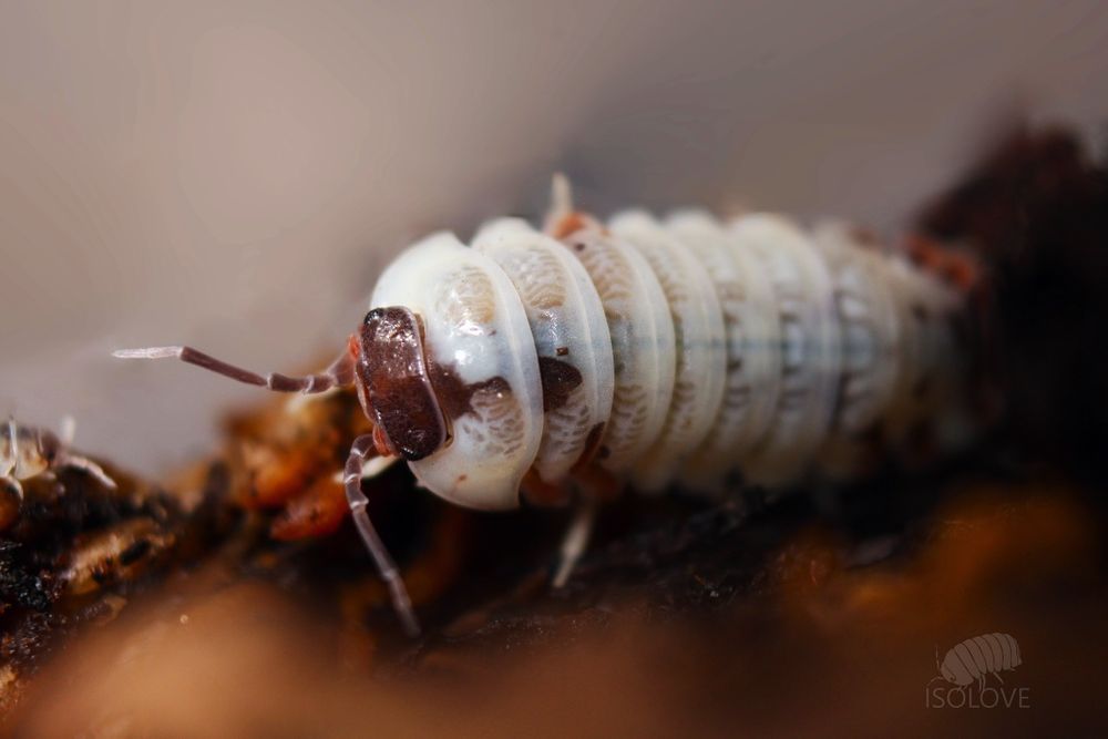 Armadillidium klugii "skeleton", równonogi, isopoda